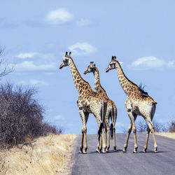 Giraffes walking on road