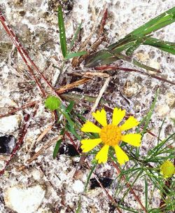 Close up of yellow flowers