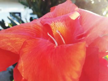 Close-up of hibiscus blooming outdoors