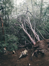 Aerial view of a forest