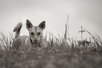 Portrait of sheep on field