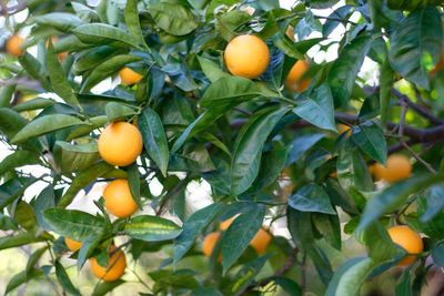 Close-up of fruits on tree