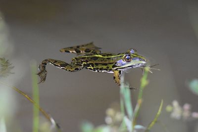 Close-up of insect on plant