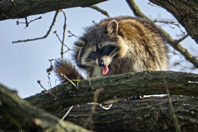 Low angle view of an animal on tree