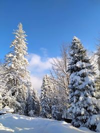 Snow covered pine trees against sky