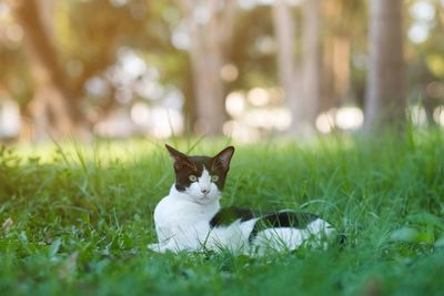 Cat relaxing on field