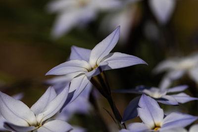 Close-up of white flowering plant