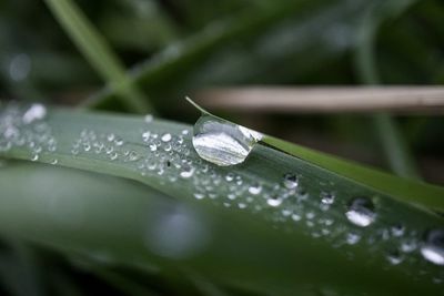 Close-up of water drops on blade of grass