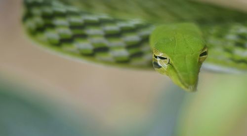 Close-up of frog on leaf
