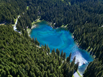 High angle view of pine trees by sea