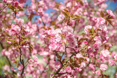 Close-up of pink cherry blossoms in spring