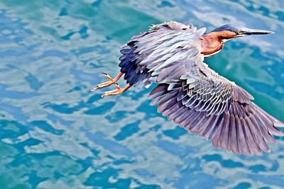 High angle view of bird flying over swimming pool