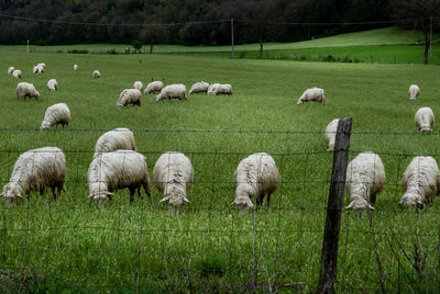 Flock of sheep grazing in field