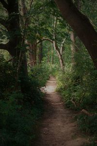 Footpath amidst trees in forest