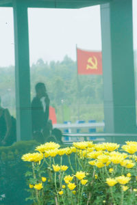 Yellow flowering plants seen through glass window