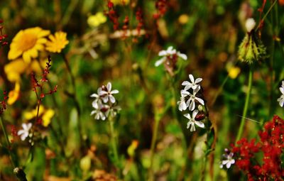 Close-up of flowers