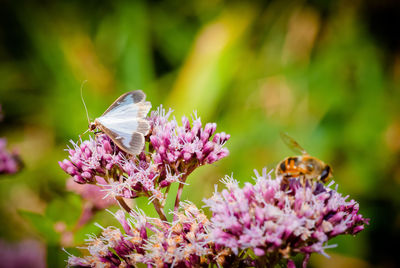 Close-up of honey bee and butterfly pollinating on pink flowers
