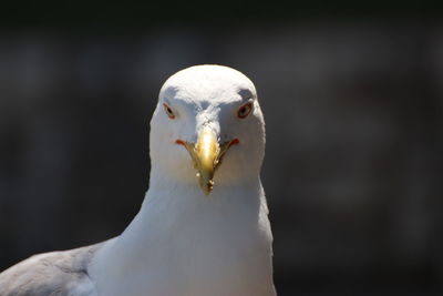 Close-up portrait of seagull