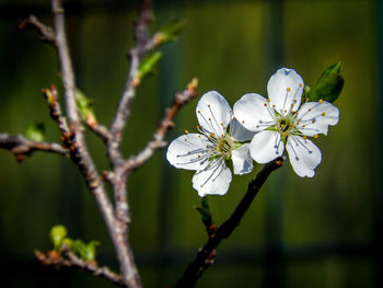 Close-up of white flowers on tree