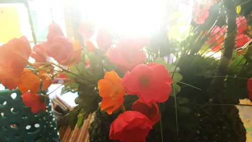 Close-up of red flowers