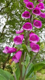 Close-up of pink flowers blooming on tree