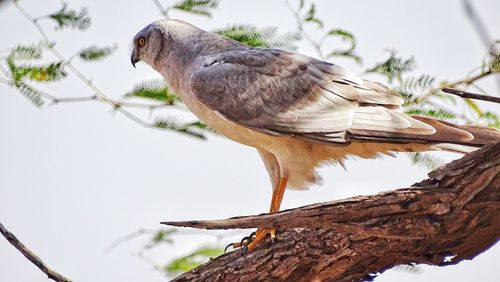 Low angle view of bird perching on branch against sky