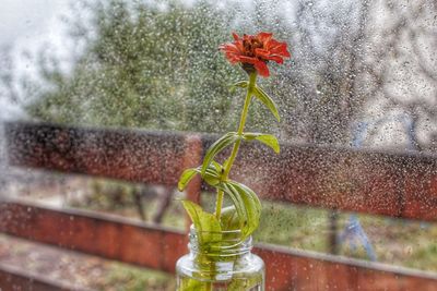 Close-up of flower against glass window