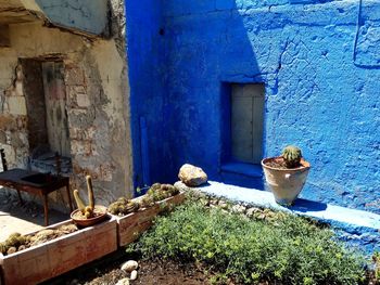 Potted plant on wall of old building