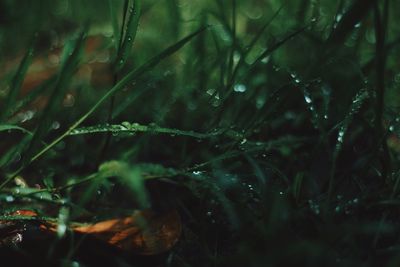 Close-up of water drops on grass