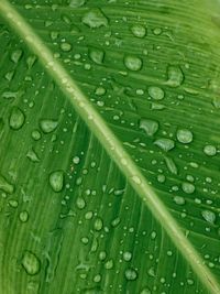 Full frame shot of wet leaf