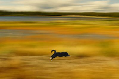 Bird flying over lake