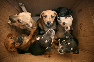 High angle view of dogs in cardboard box
