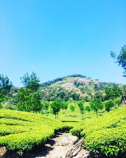 Scenic view of agricultural field against clear blue sky