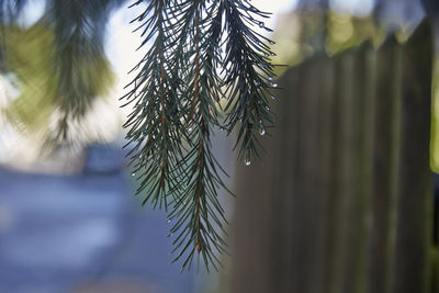 Close-up of fresh plant against sky