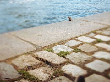 High angle view of bird on retaining wall by sea