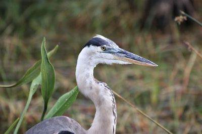 Close-up of a bird