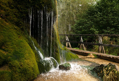 Scenic view of waterfall in forest