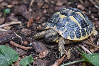 Close-up of turtle on field