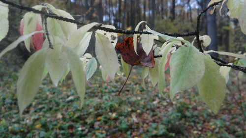 Close-up of red flowers on branch