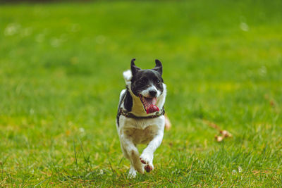 Puppy running