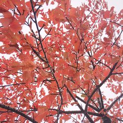 Low angle view of trees