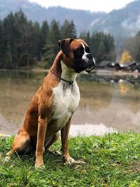 Dog looking away on field