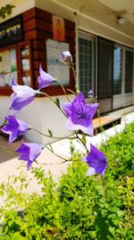Close-up of purple flowers in front of building