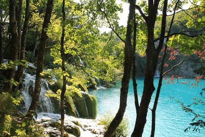 Scenic view of river amidst trees in forest