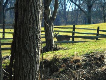 Trees on grassy field