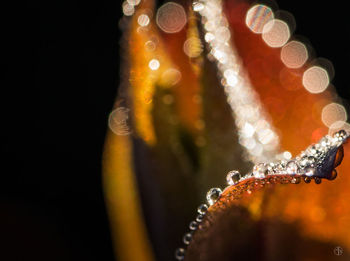 Close-up of illuminated christmas lights