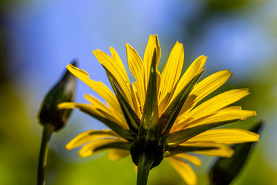 Flower in nature