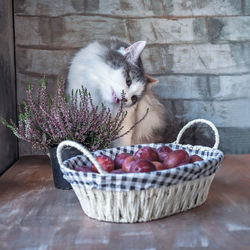Cat hiding in basket