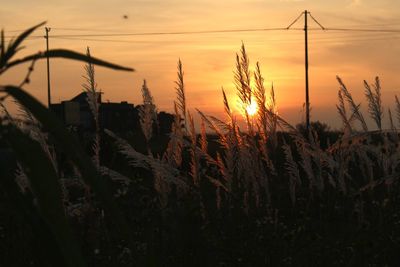 Scenic view of field against sky at sunset