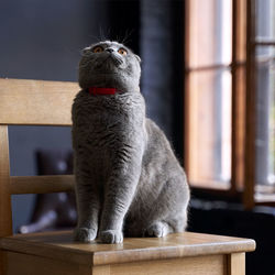 Cat sitting on table at home